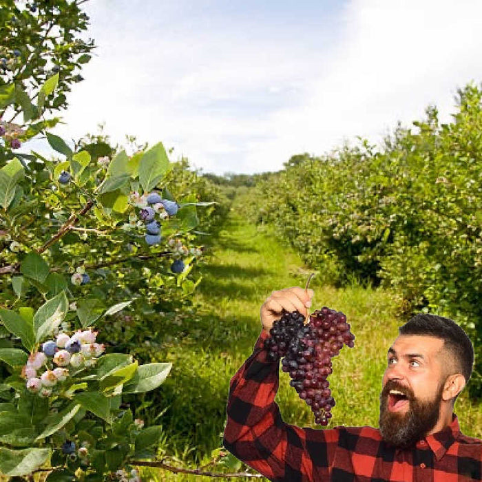 How to Identify Edible Wild Plants and Berries