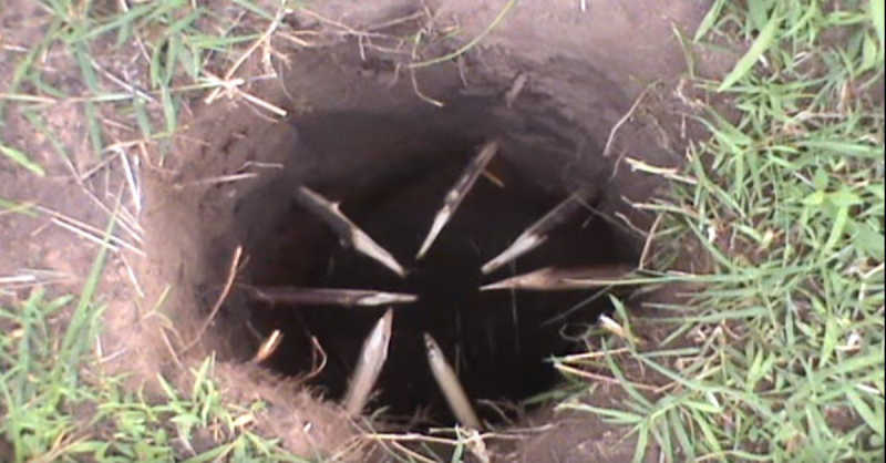 4 Easy Survival Traps You Can Try At Home